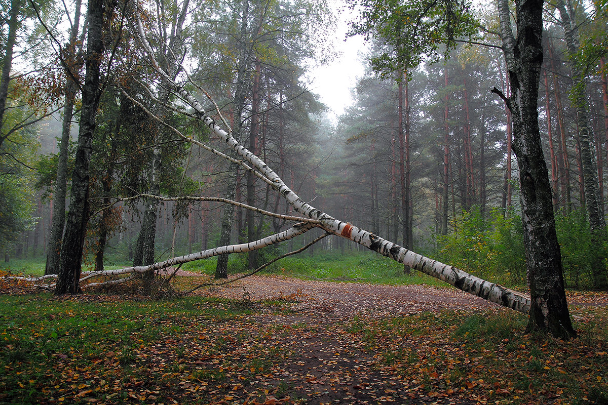Осень в парке - Лариса Кайченкова