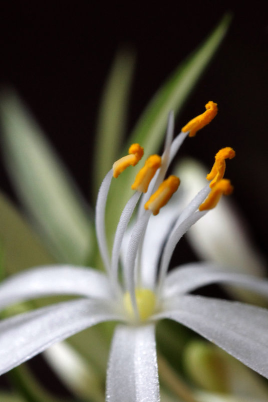 Цветок аспарагуса - Эдуард Цветков