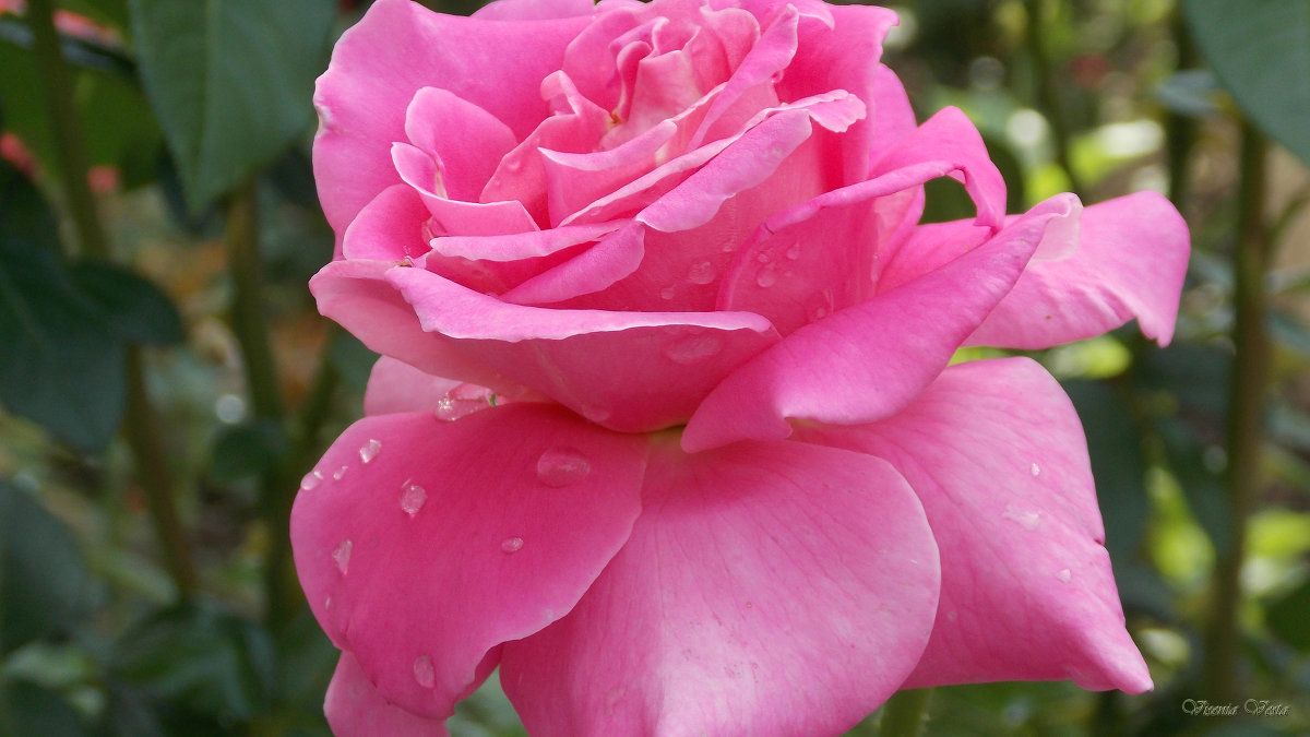 Роза после дождя - Виктория Стукалина