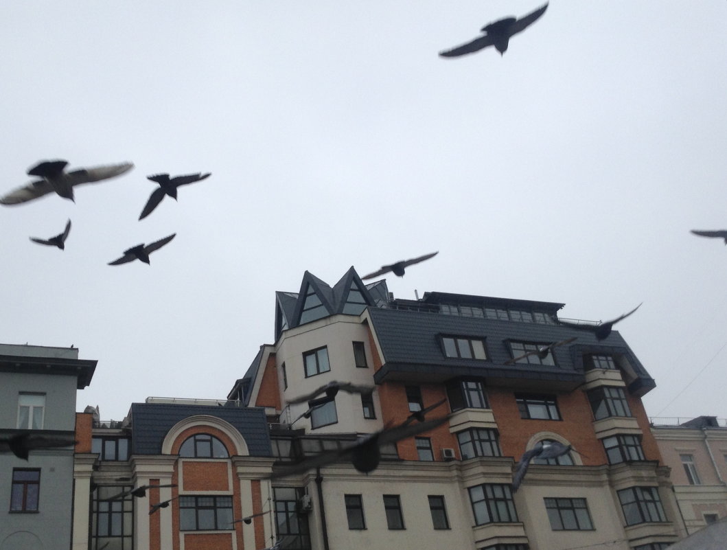птицы в городе - Игорь 