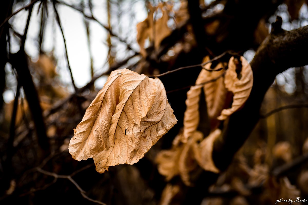 dry leaf - Борис Б