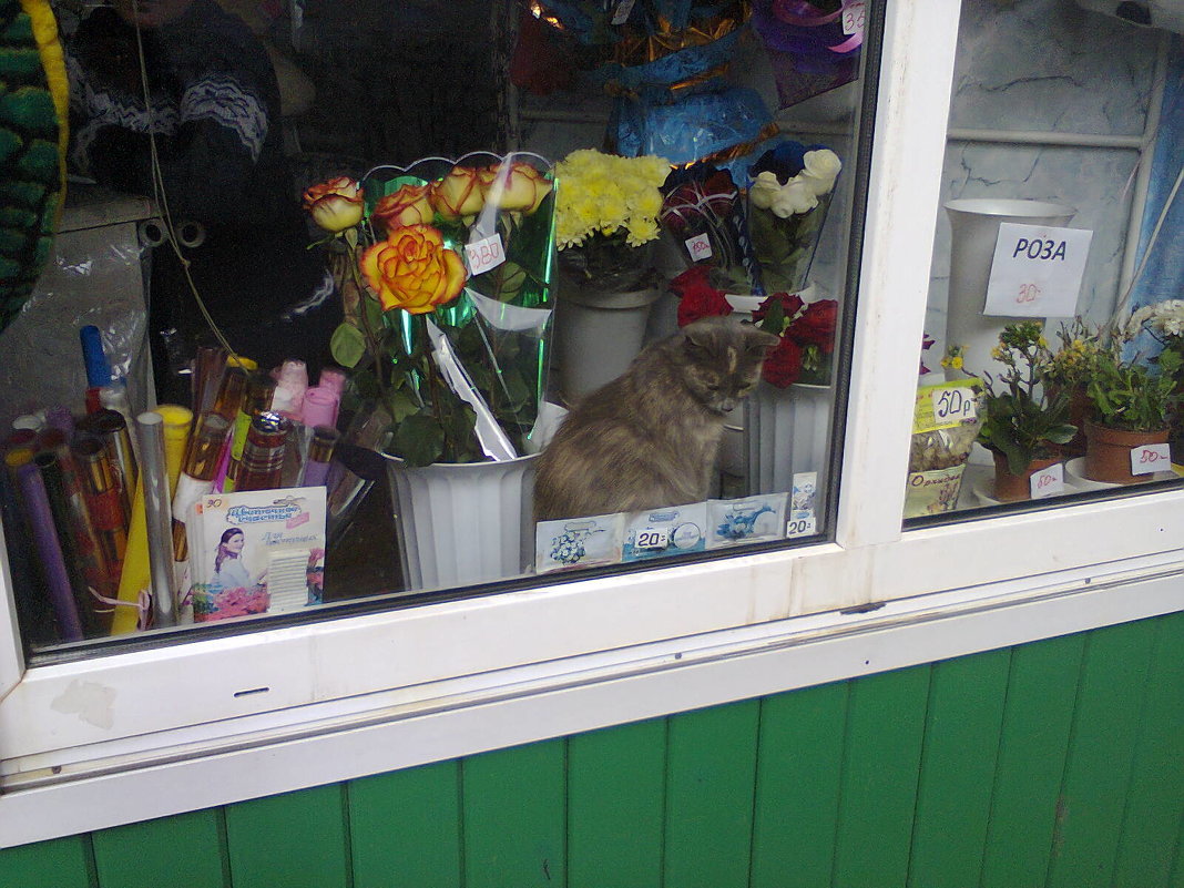Кошечка на витрине - Полина 