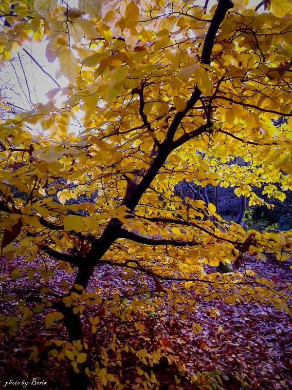 autumn tree - Борис Б