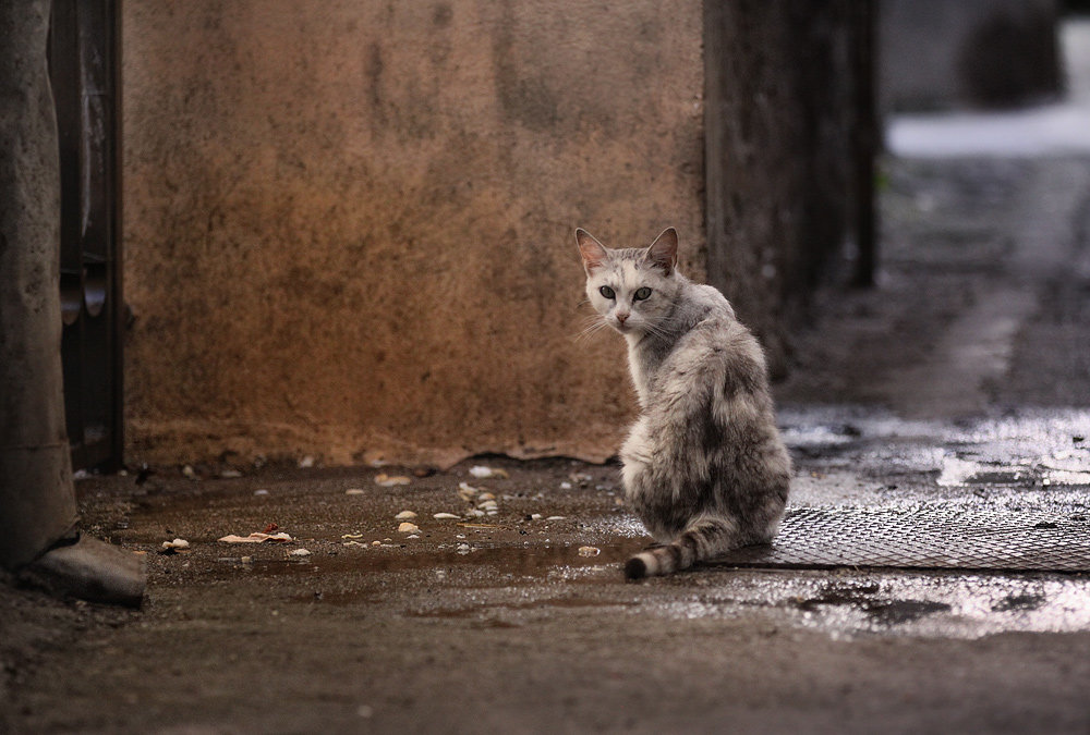 Кошки Герцег- Нови - Анна Корсакова