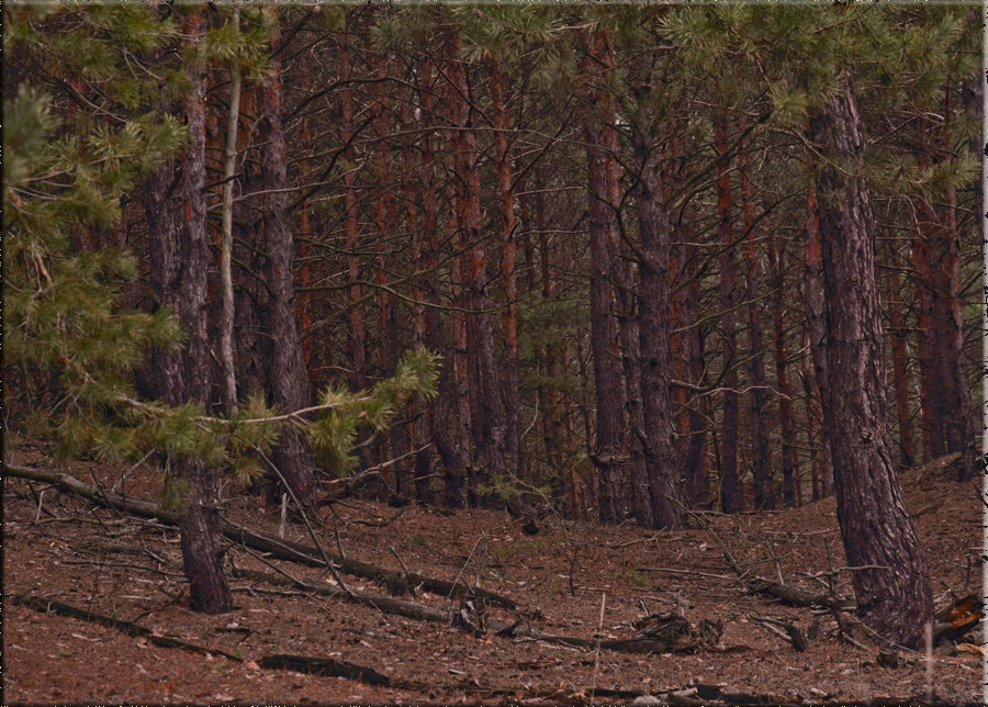 Сосновый лес - Татьяна 