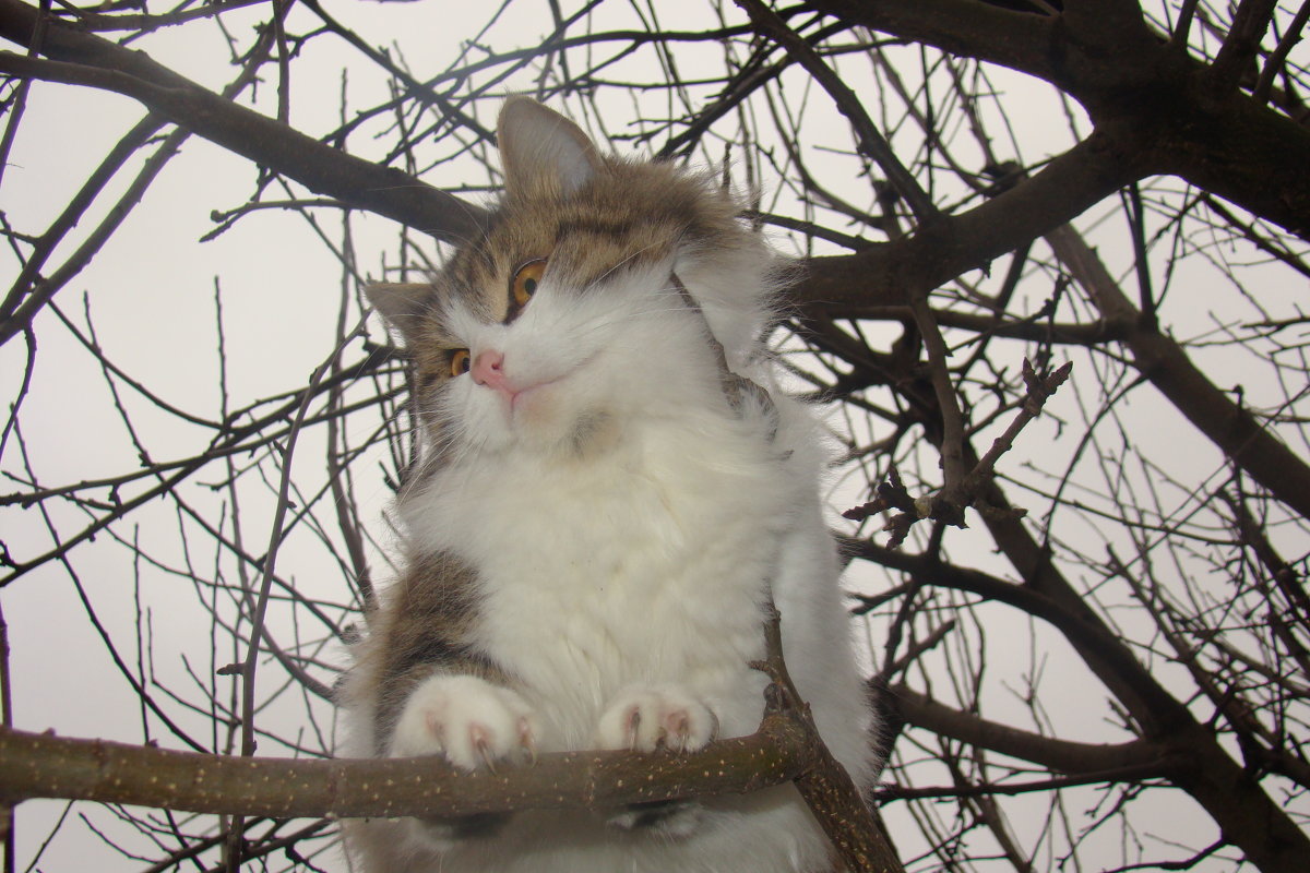 Кот на дереве - Лилия Бобкова