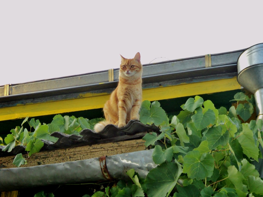 Кошке хочется на крышу, чтоб влюбляться под луною. - Ольга Кривых