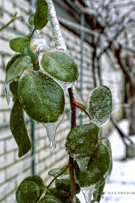 Лёд на листьях - Максим Цыбак