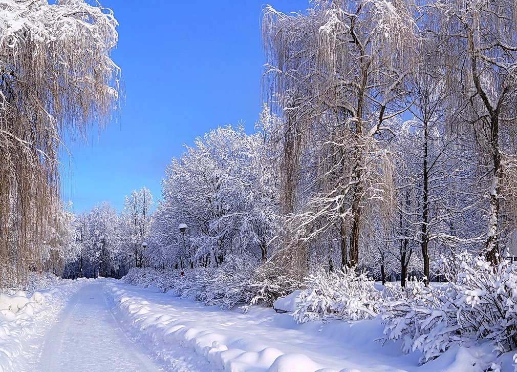 Зима искриться роскошью снегов - Nick Nichols