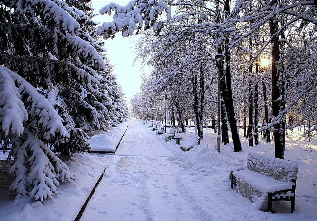 Заснеженный парк в Новосибирске