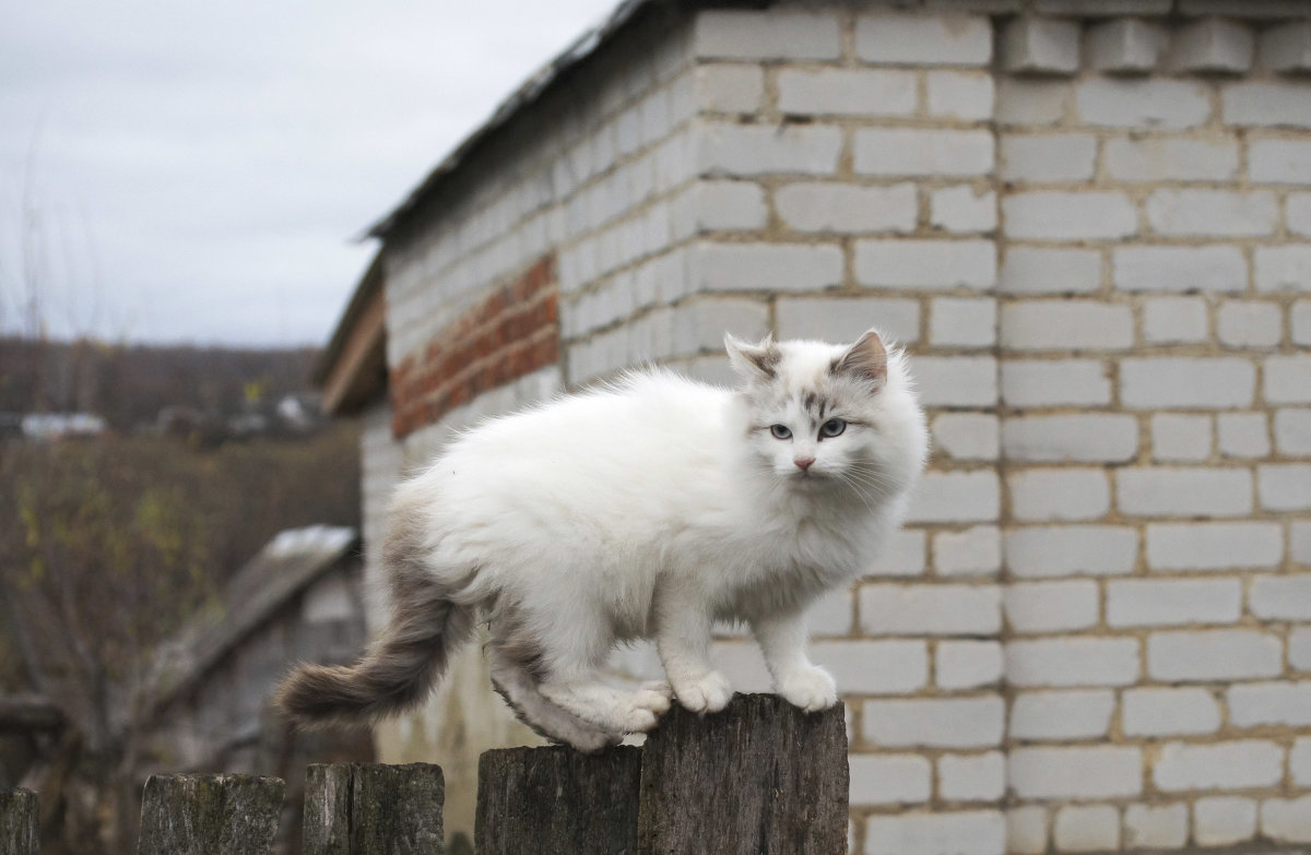 Кошки - Андрей Студеникин