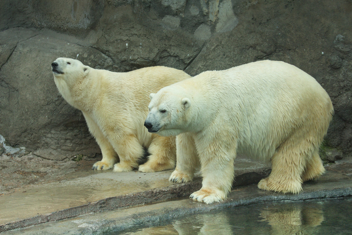 пара белых медведей - Дмитрий Сушкин
