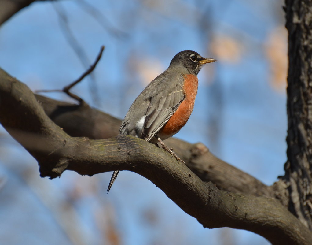 american robin - Anatoliy Kyselyov