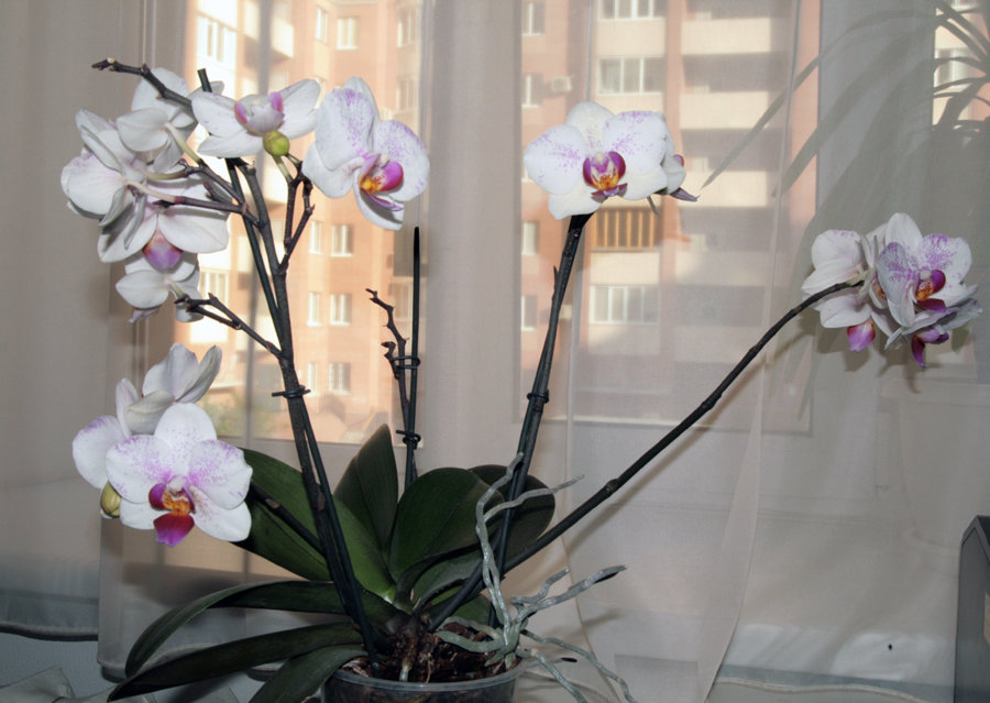 орхидея в спальне - Лидия кутузова