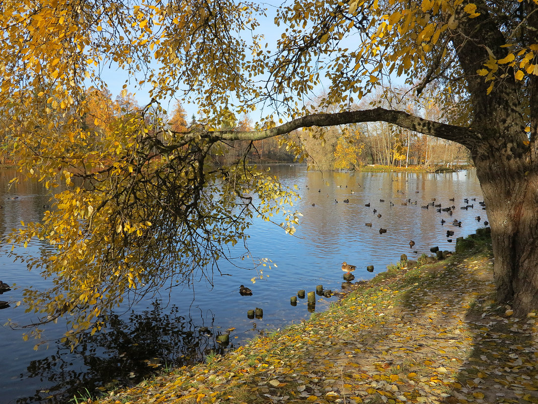 Осень в Гатчине - Наталья 