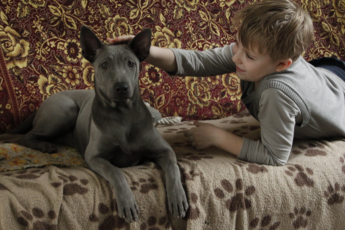 Собака и ребенок - Екатерина Сидорова