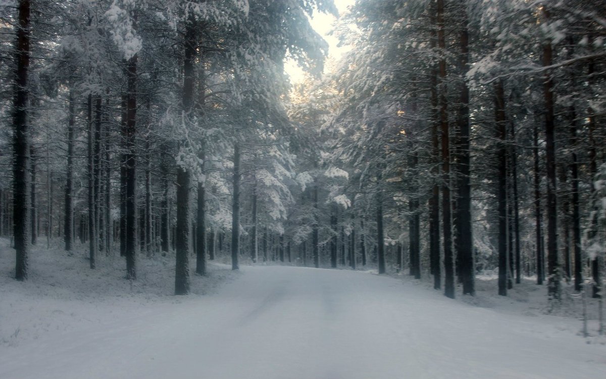 Зимний лес - Анжела Пасечник