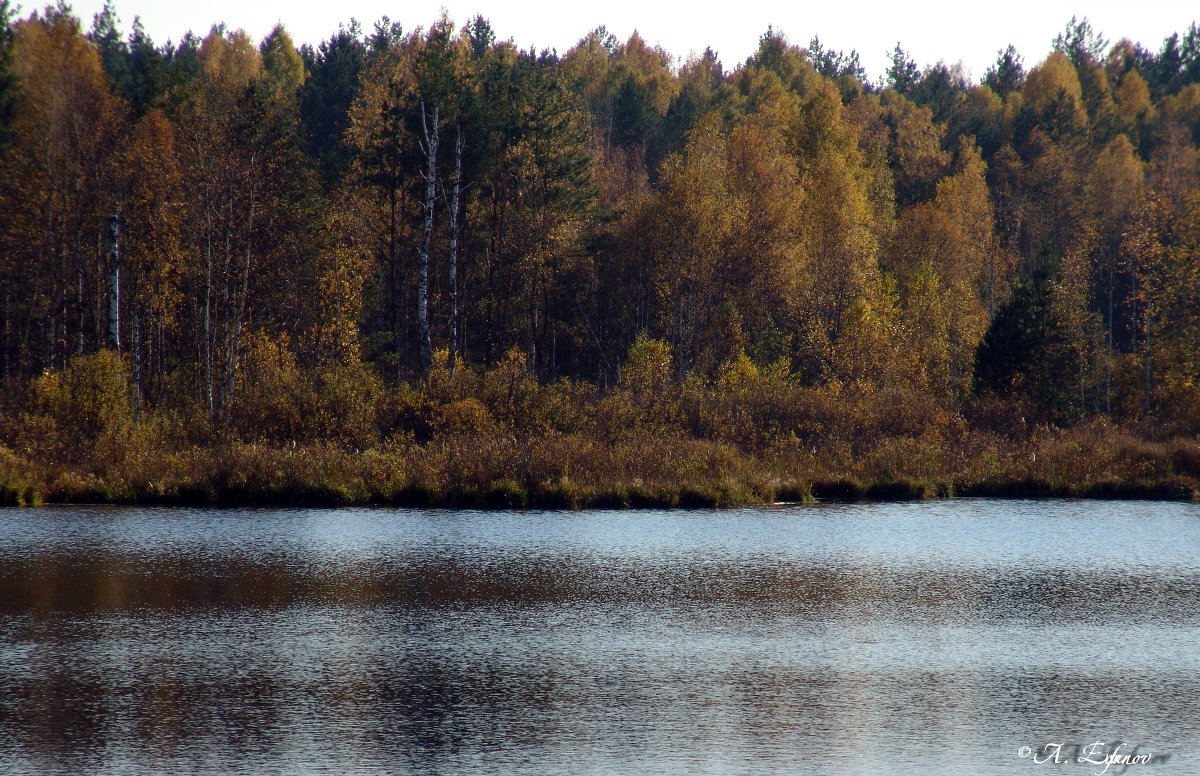 Осенний лес - Александр Ефанов