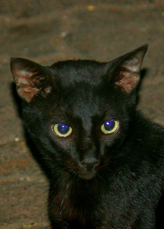Индийская чёрная кошка ночью.... - Александр Бычков