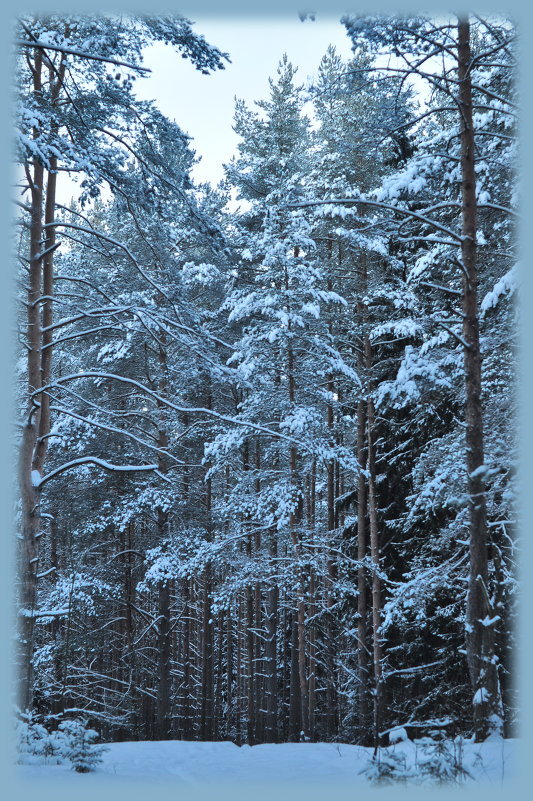 Зимний лес - Валерий Стогов