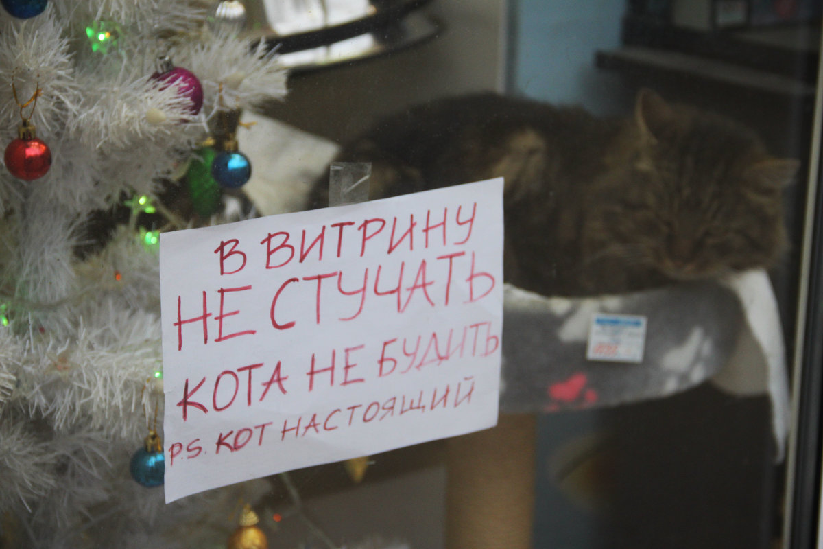 &quot;В витрину не стучать!!!...Кот настоящий!!!&quot; - Алина Тазова
