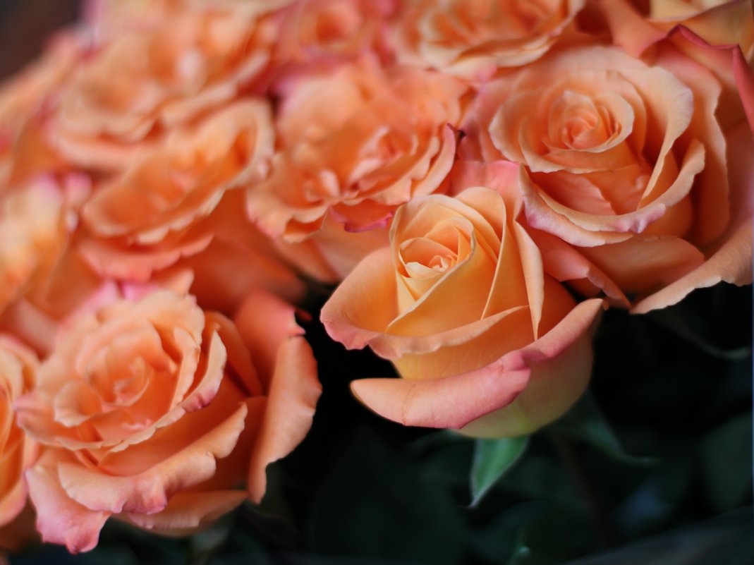 Персиковые розы - Olga Al