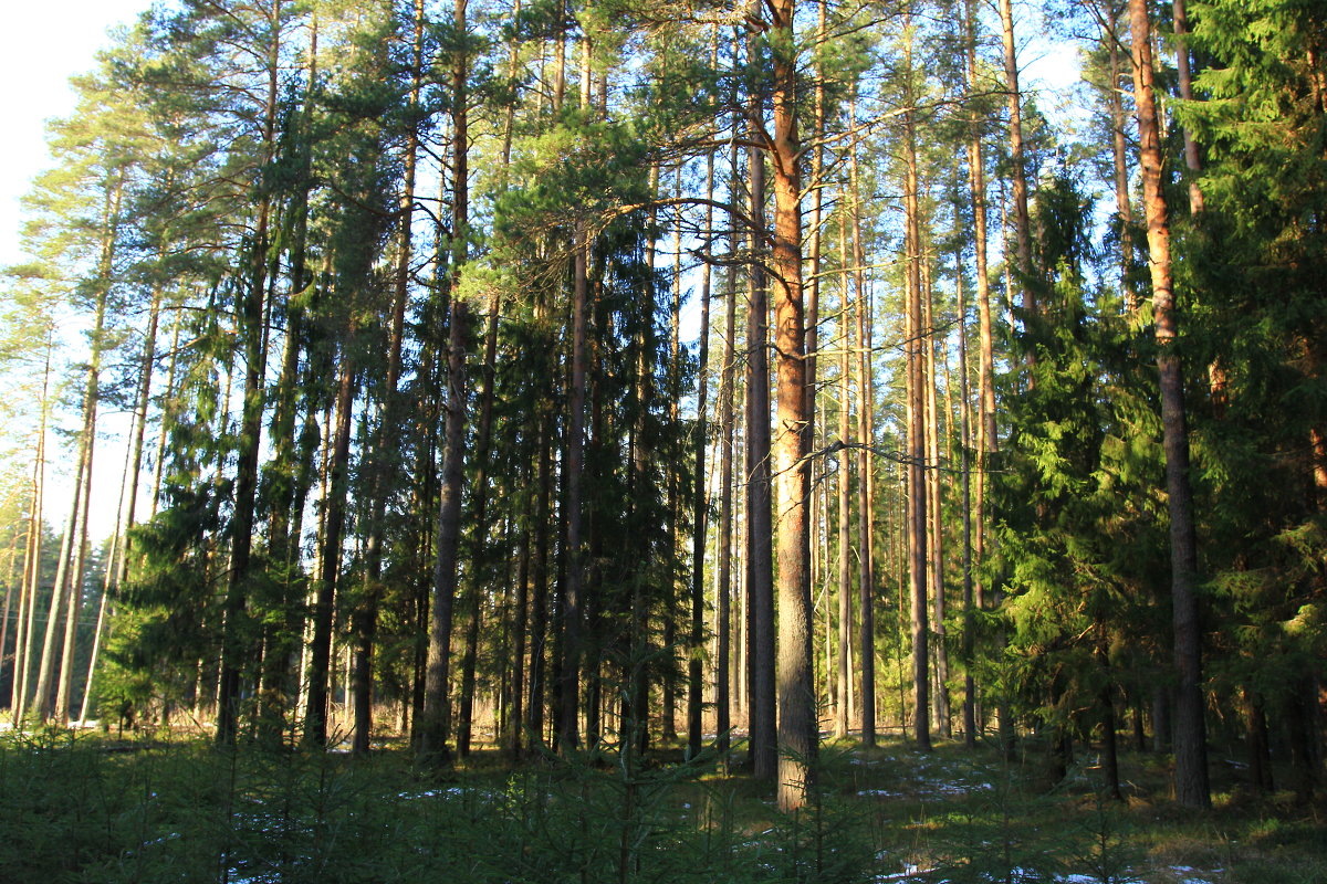 Весенний лес - Павел Кузнецов
