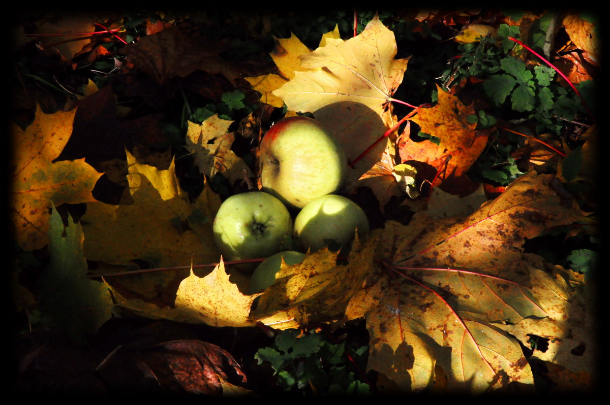 Осенние яблочки. - Валерий Стогов