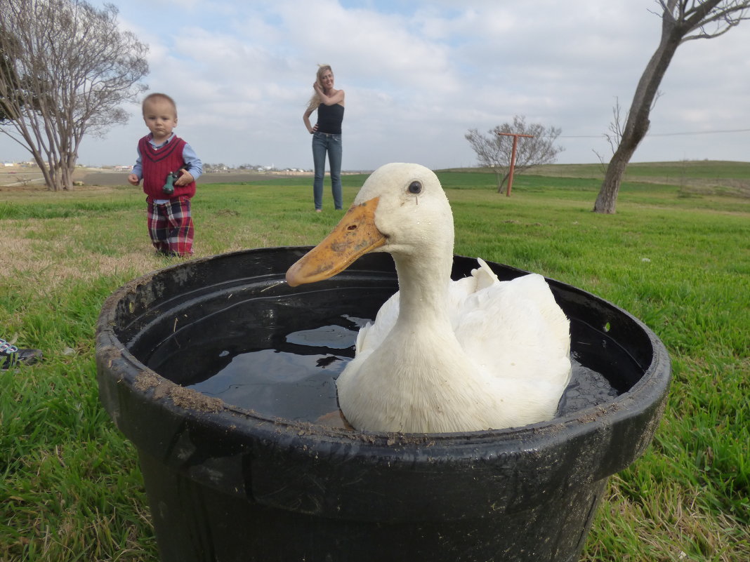 Duck - Veronika Lysenko