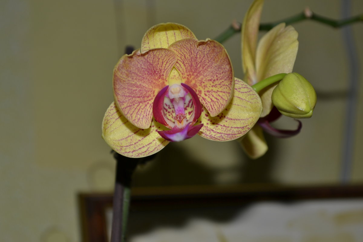 Моя орхидея - Лилия П.