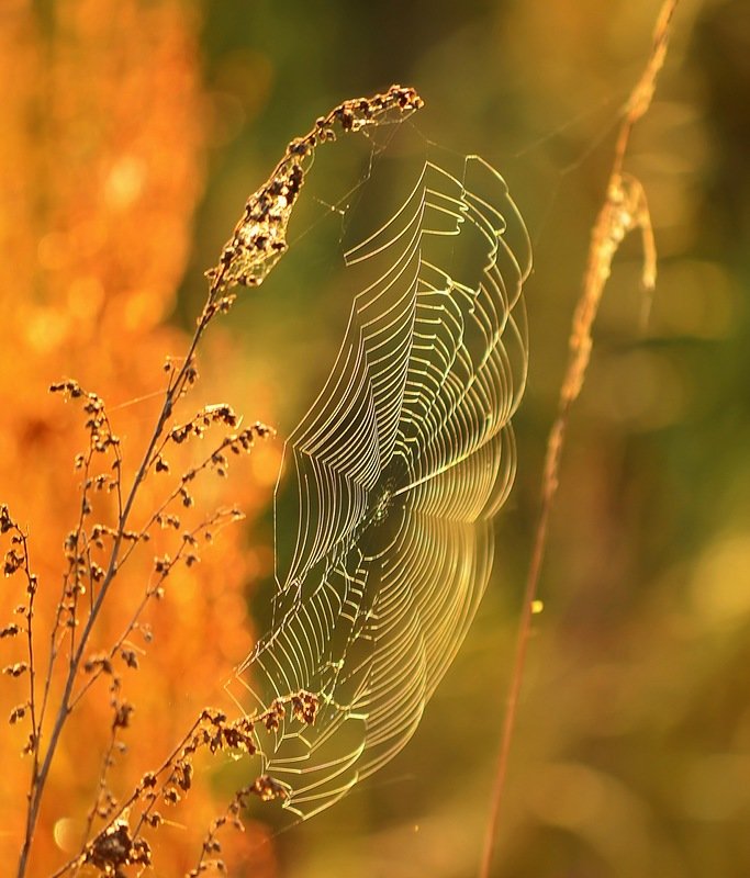 Золотая паутина - Леся Вишня