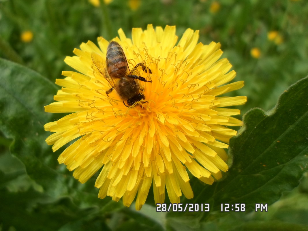 Bee - Валентина Беккер