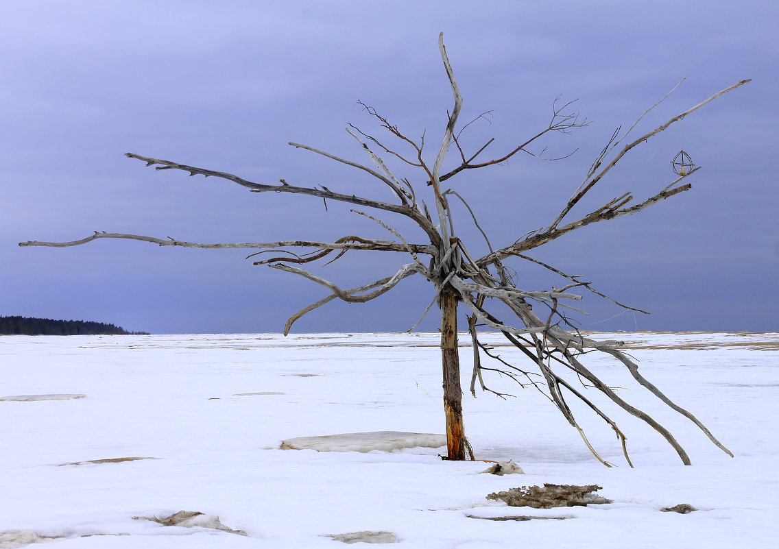 Зимнее дерево - Наталья Федорова