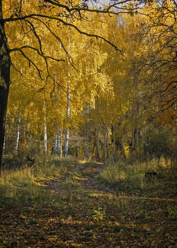 золотая осень - Андрей ЕВСЕЕВ