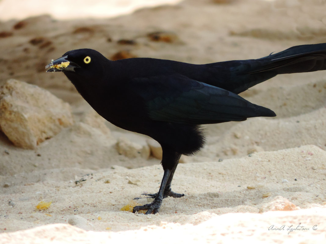 Carib Grackle male - Anna L