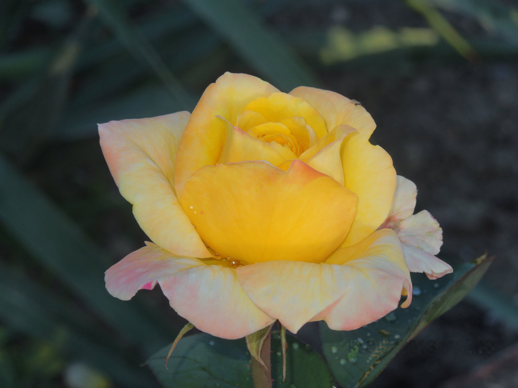 роза в нашем саду - Наталья ......