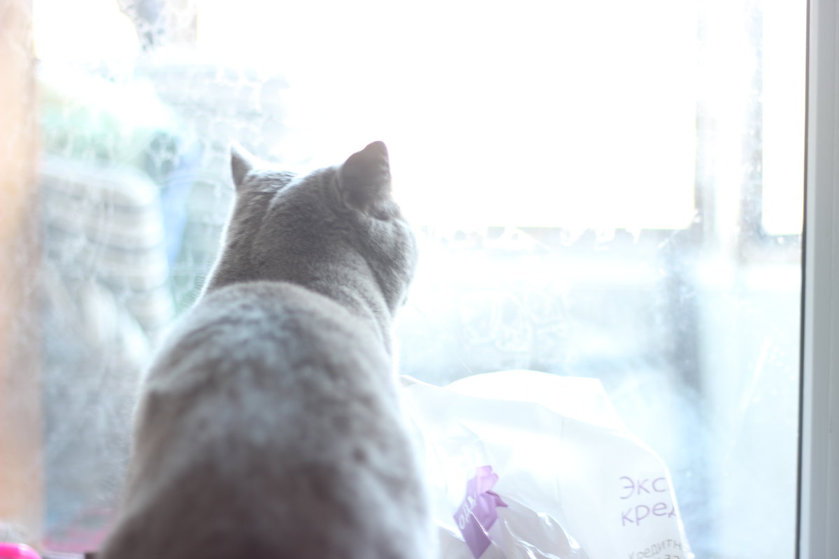 Британская кошка у окна - Анзор Агамирзоев