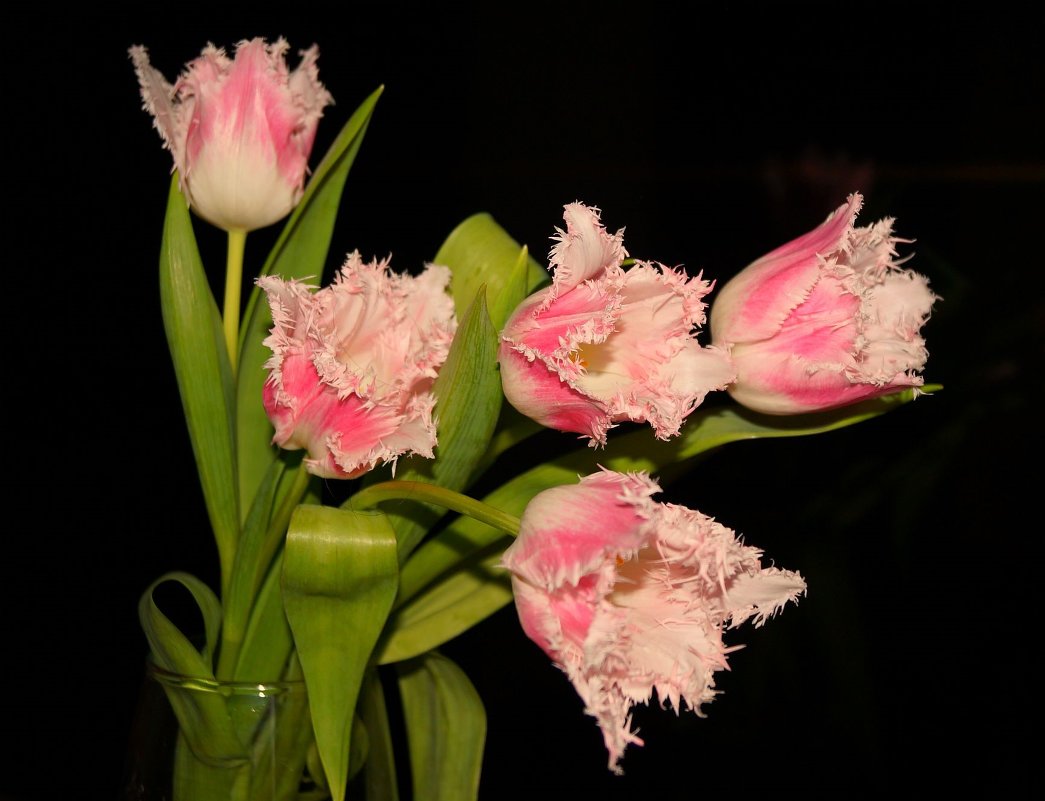 тюльпаны - Александра 
