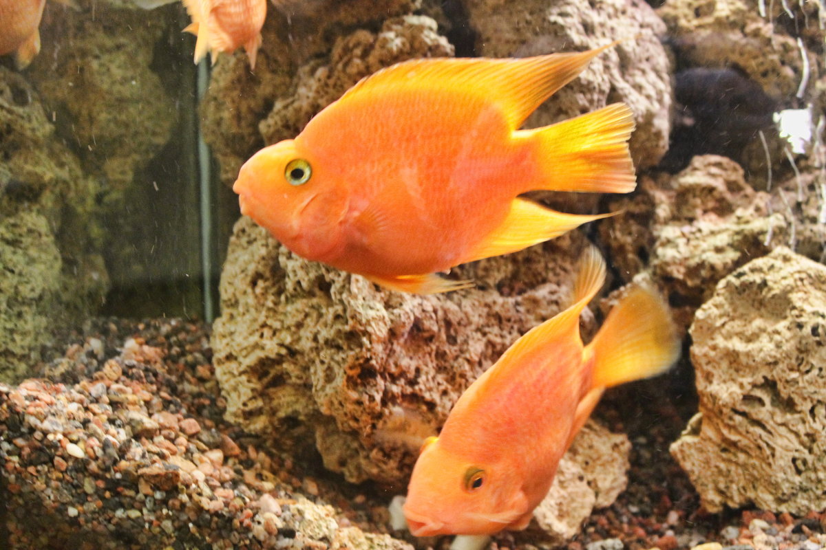 золотая рыбка - navalon M