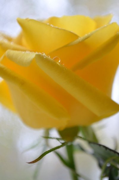 yellow rose - Valentina Severinova