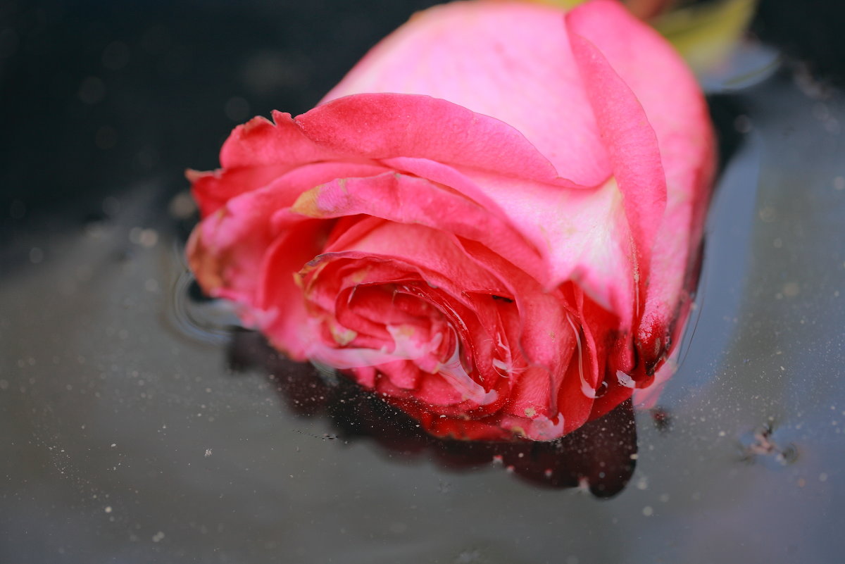 Роза в воде - Александр Коликов