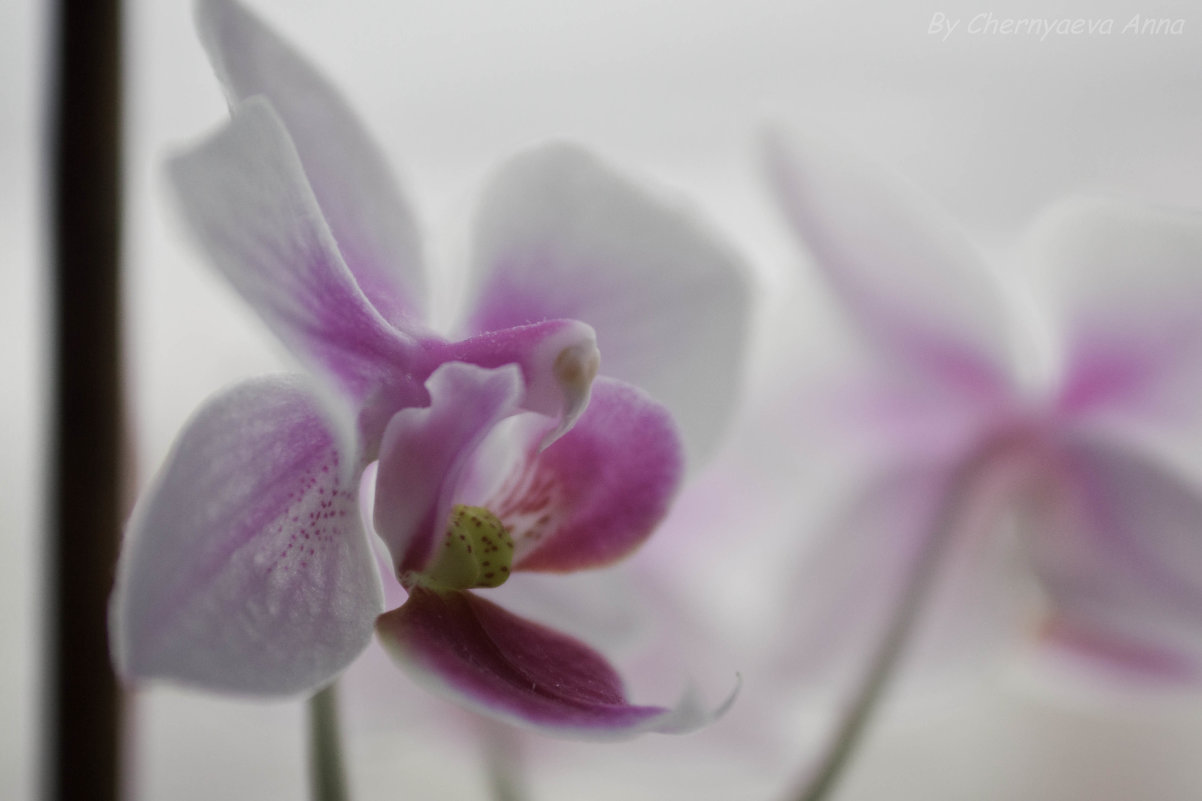 орхидеи цветок - Анна Черняева