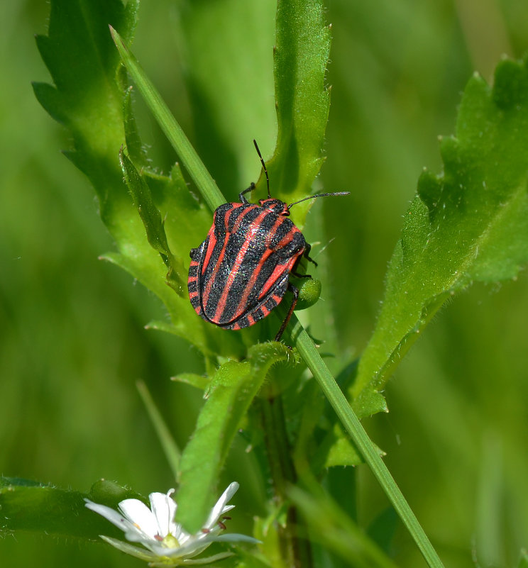 ... - civettina ...