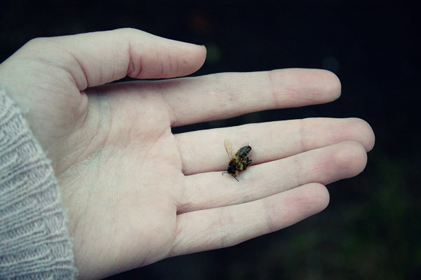 мертвая пчела - dar he drone 