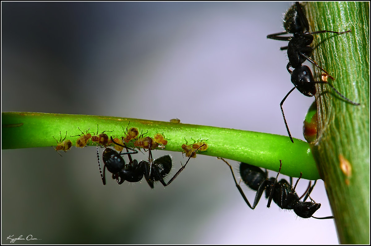 О том, как муравьи тлю пасут!!! - . Олег...