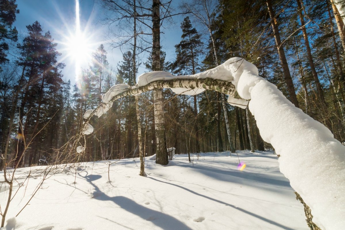 Снежный питон греется на солнце - Денис Соломахин