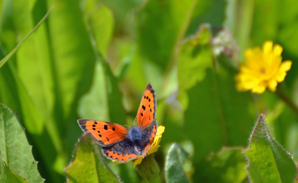 25.02.12 Червонец пятнистый или Многоглазка пятнистая (лат. Lycaena phlaeas) - Борис Ржевский