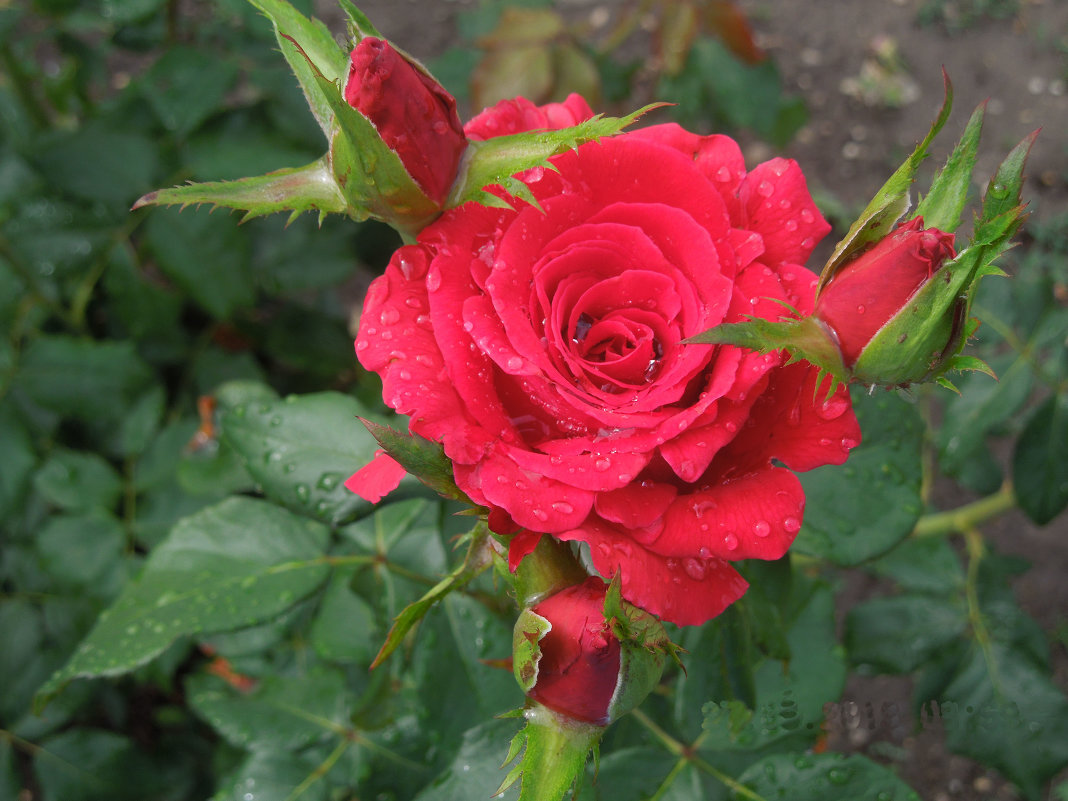 розы в нашем саду - Наталья ......