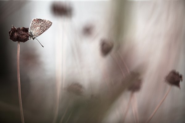 Бабочка - Маруся Михайлова