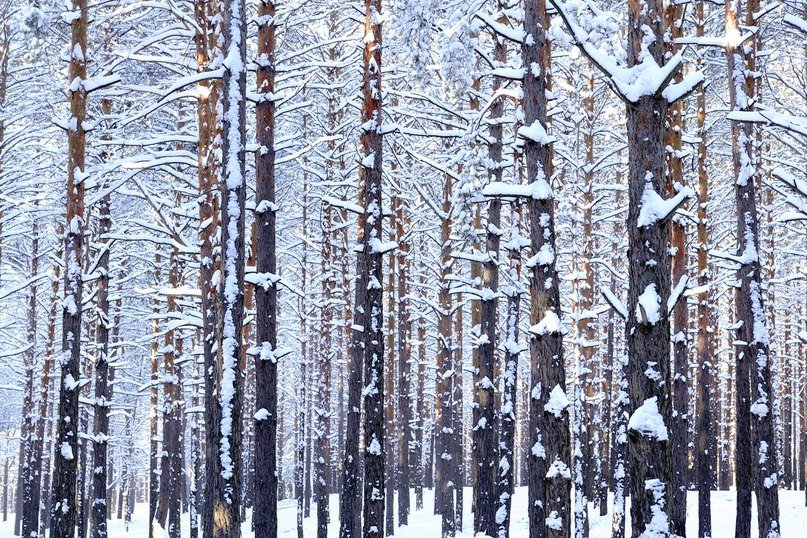 Зимний лес - Иван Сагиров
